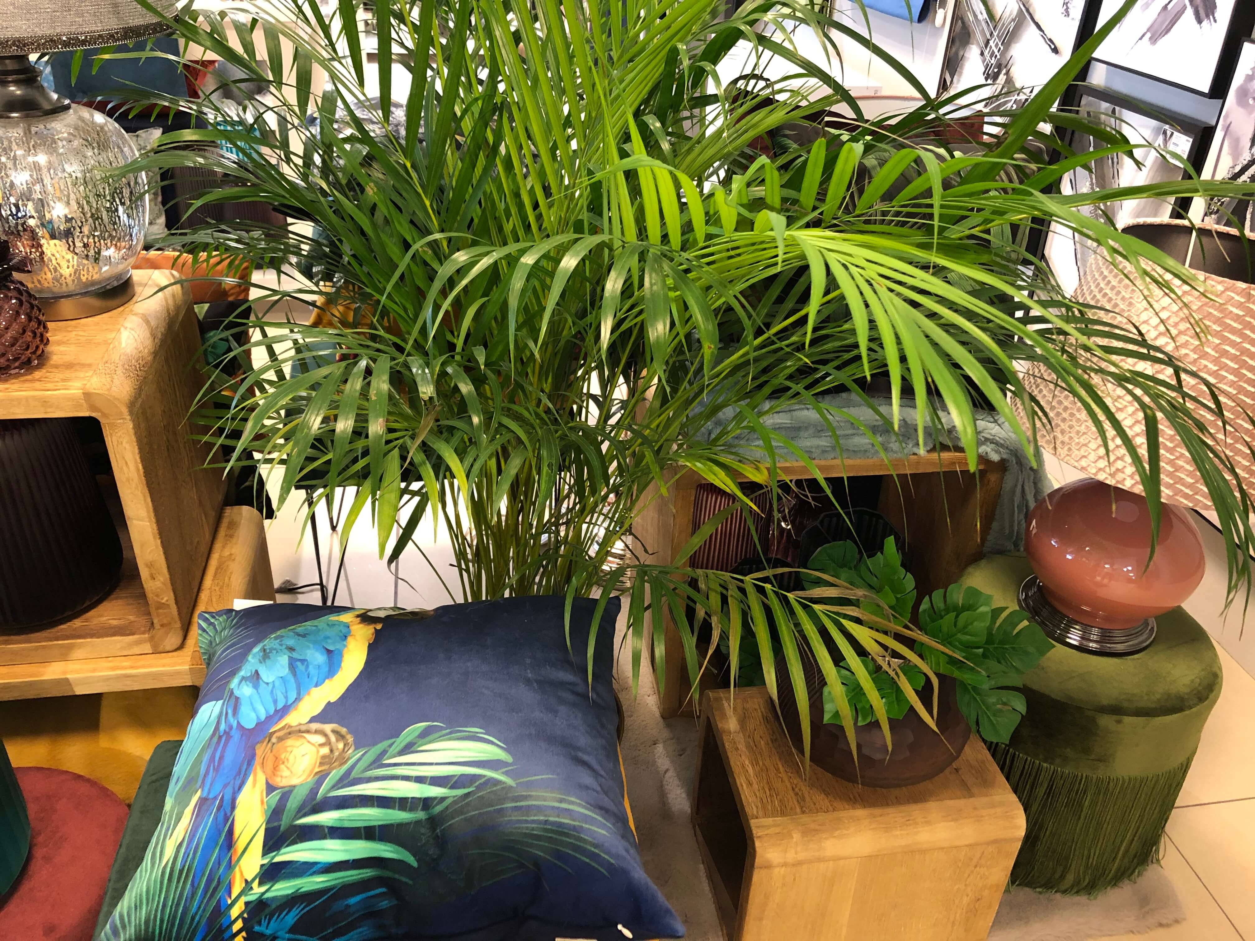urban jungle eurofirany